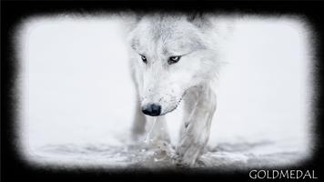 White Wolf Wallpaper ポスター