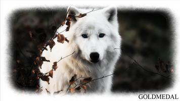 White Wolf Wallpaper screenshot 1