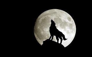 Wolf Moon Wallpaper 포스터