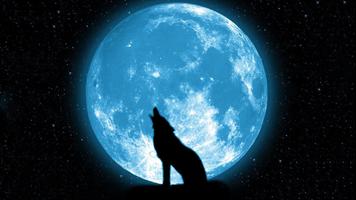 برنامه‌نما Wolf Moon Wallpaper عکس از صفحه