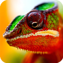 Chameleon Live Wallpaper-APK