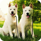 Akita Dog Live Wallpaper icon