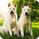 Akita Dog Live Wallpaper иконка