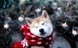 Akita Dog Live Wallpaper скриншот 2