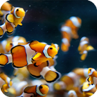 Aquarium Live Wallpaper ikona