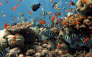 Aquarium Live Wallpaper plakat