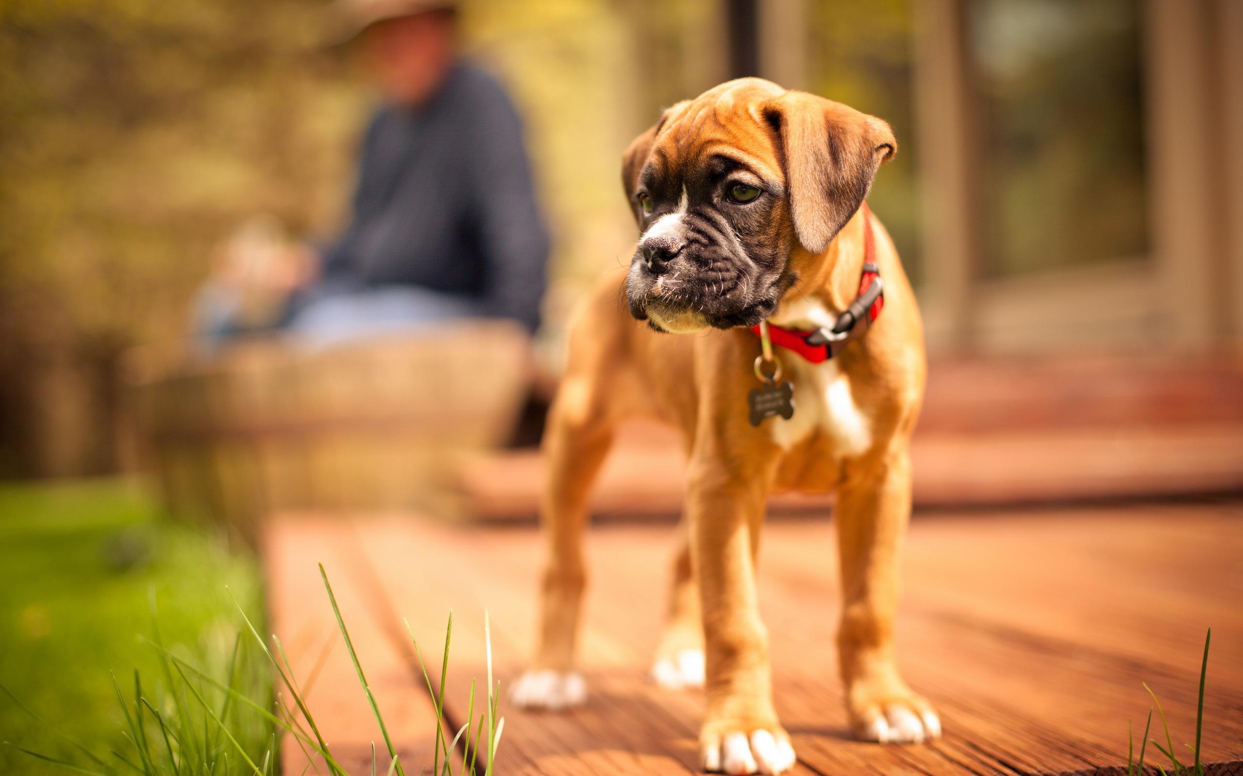 Boxer Dog Live Wallpaper für Android - APK herunterladen