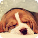 Beagle Live Wallpaper APK