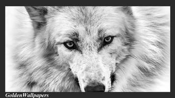 Wolf Eyes Wallpaper اسکرین شاٹ 2