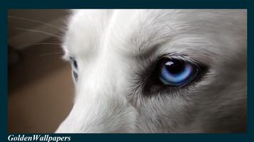 Wolf Eyes Wallpaper اسکرین شاٹ 3