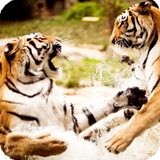 Big Cats Wallpaper أيقونة