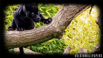 Big Cats Wallpaper 截图 2