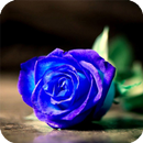 Blue Rose Wallpaper APK
