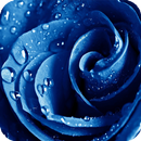 Blue Rose Pack 2 Wallpaper APK
