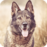 German Shepherd Live Wallpaper icon
