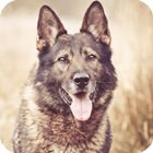 German Shepherd Live Wallpaper icône