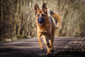 German Shepherd Live Wallpaper скриншот 2