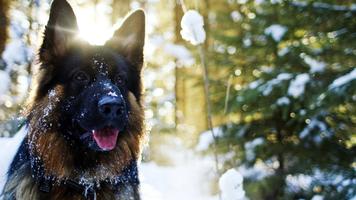 German Shepherd Live Wallpaper imagem de tela 3