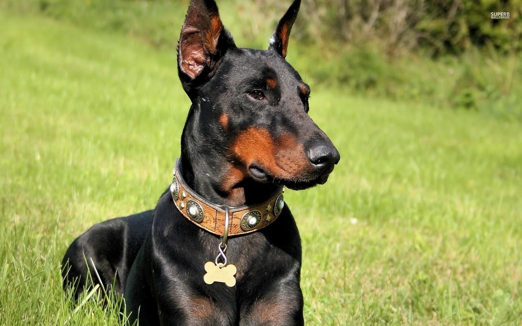 Doberman Dog Live Wallpaper untuk Android - Muat Turun APK