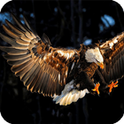 Eagle Wallpaper Zeichen