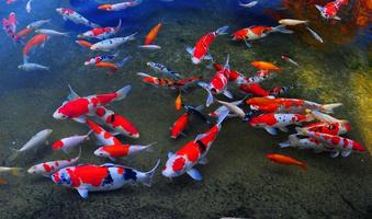 Koi Fish Live Wallpaper ภาพหน้าจอ 1