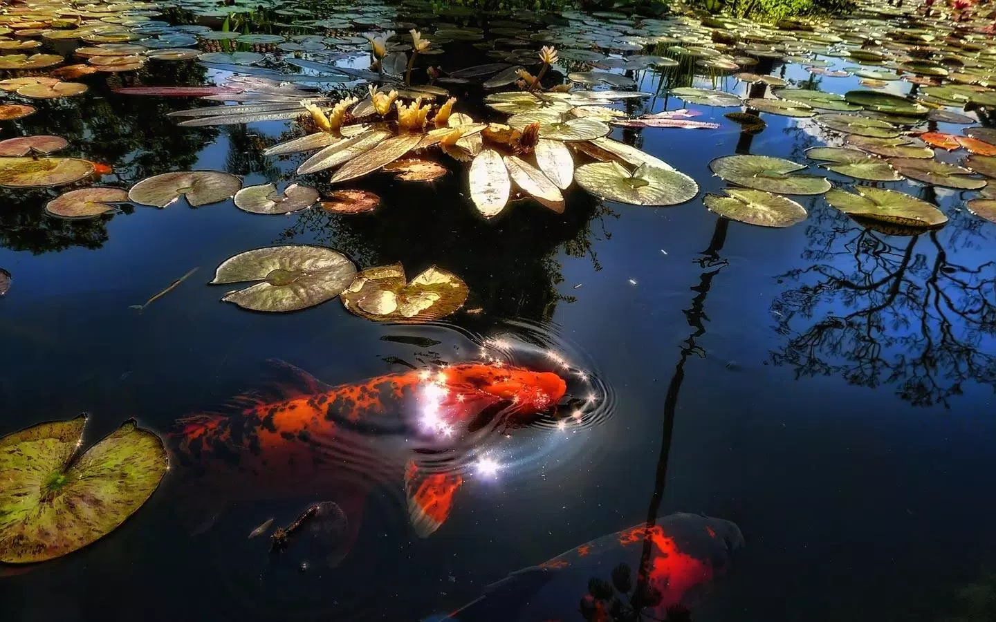 Tải xuống APK Koi Fish Live Wallpaper cho Android Tải xuống APK Koi Fish Live Wallpaper cho Android