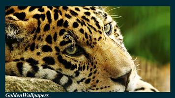 Jaguar Wallpaper تصوير الشاشة 1