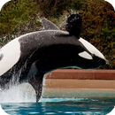 Orca Live Wallpaper APK