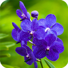 Orchid Live Wallpaper simgesi