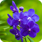 Orchid Live Wallpaper أيقونة