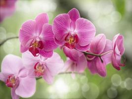 Orchid Live Wallpaper captura de pantalla 2