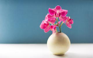 Orchid Live Wallpaper 스크린샷 3