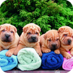 ”Shar Pei Wallpaper