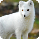 Polar Fox Live Wallpaper biểu tượng