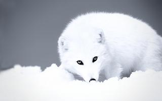 Polar Fox Live Wallpaper syot layar 3