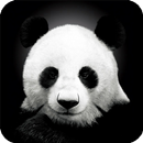 Panda Live Wallpaper Animal APK
