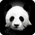 Panda Live Wallpaper Animal