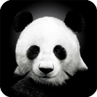 Panda Live Wallpaper Animal 圖標