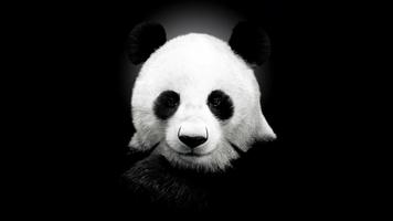 Panda Live Wallpaper Animal 海報