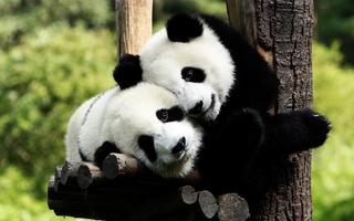 Panda Live Wallpaper Animal 截圖 1