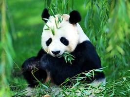 Panda Live Wallpaper Animal ảnh chụp màn hình 2