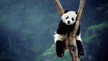 Panda Live Wallpaper Animal ảnh chụp màn hình 3