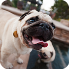 Pug Dog Live Wallpaper आइकन