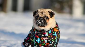 برنامه‌نما Pug Dog Live Wallpaper عکس از صفحه