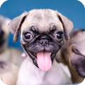 Pug Wallpaper