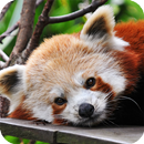 Red Panda Live Wallpaper APK