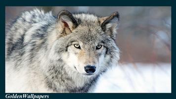 Wolf Wallpaper Animal captura de pantalla 3