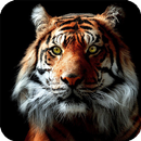 Tiger Live Wallpaper Aninal APK