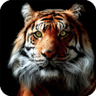 Tiger Live Wallpaper Aninal আইকন