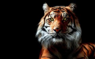 Tiger Live Wallpaper Aninal Affiche